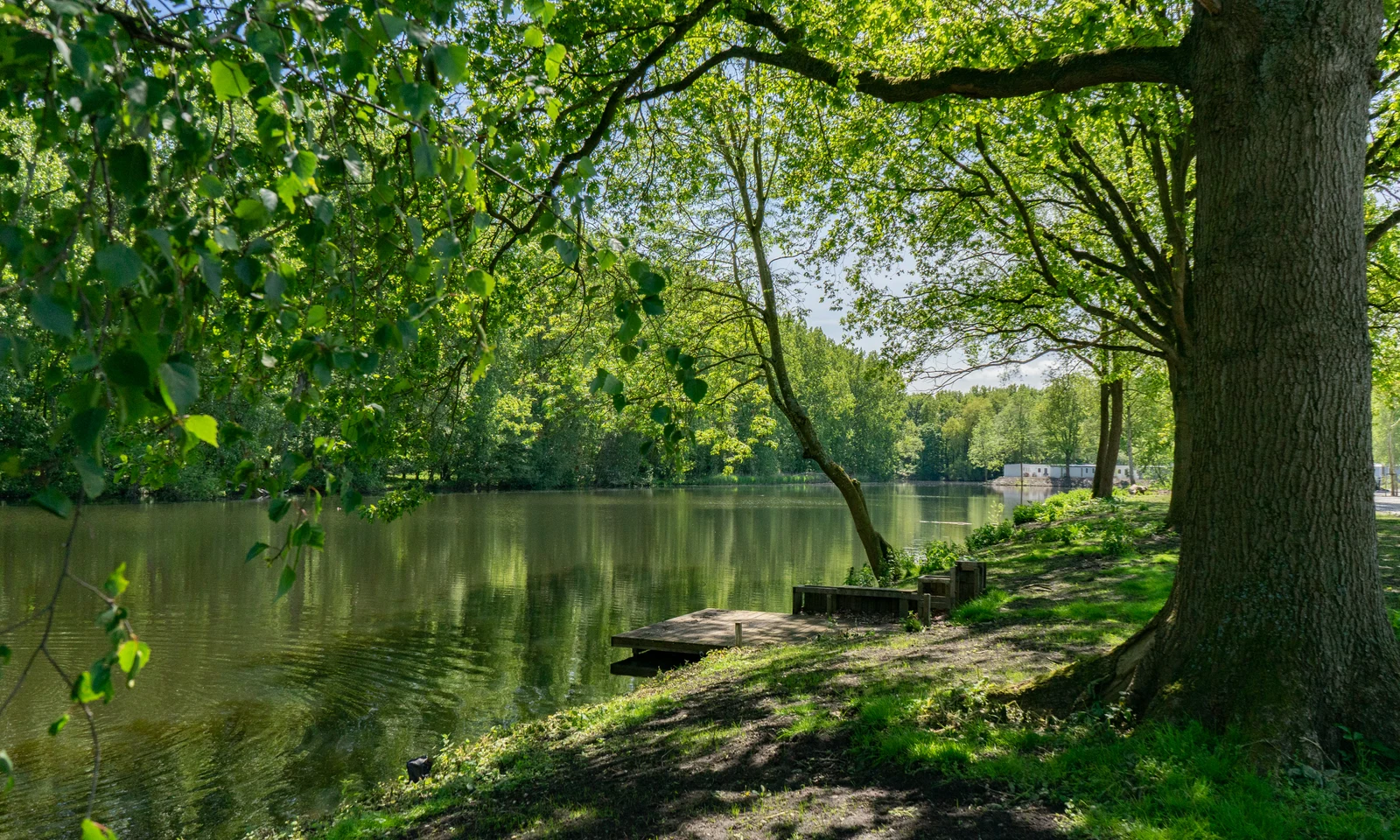 Wooden dock extends into reflective lake, surrounded by lush trees providing shade at Europarcs Het Amsterdamse Bos