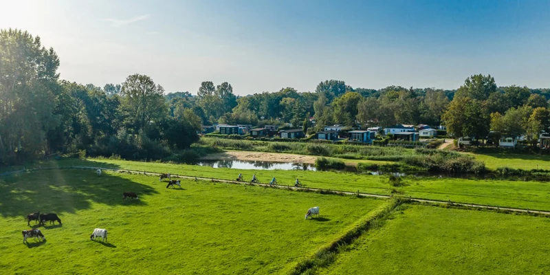 Cows grazing in a green field, cyclists riding on a path beside a pond, wooded area with cabins in the background at Mölke