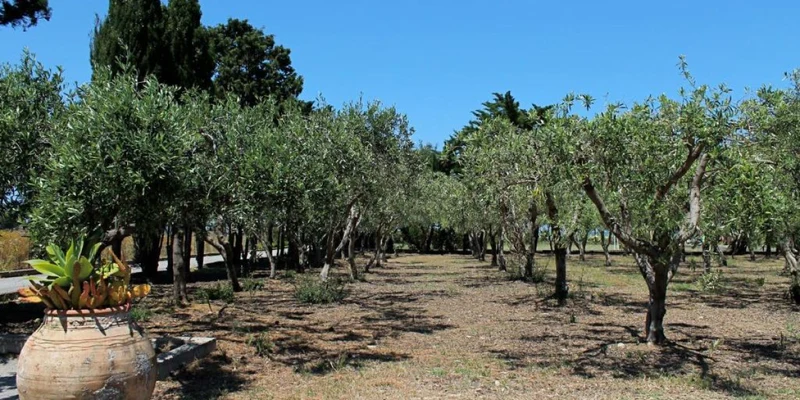 Olive trees stand in neat rows under a clear blue sky, with a potted plant in the foreground at Camping & Residence Villa Teti