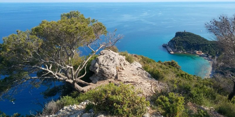 Tree on rocky cliff overlooking the ocean, with an island in the distance at dei Fiori