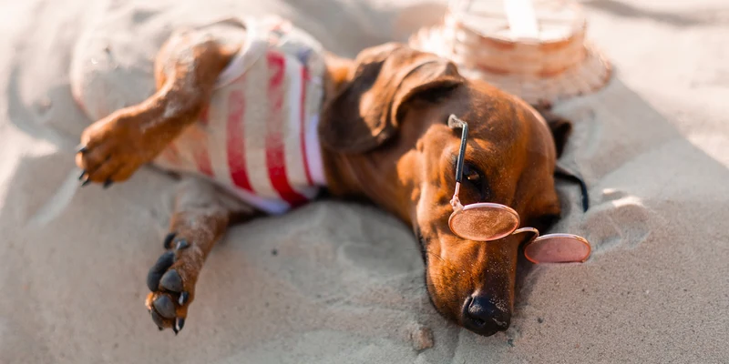 A dog in sunglasses lies contentedly on sandy beach, near a woven basket at Europa Camping Village Elba
