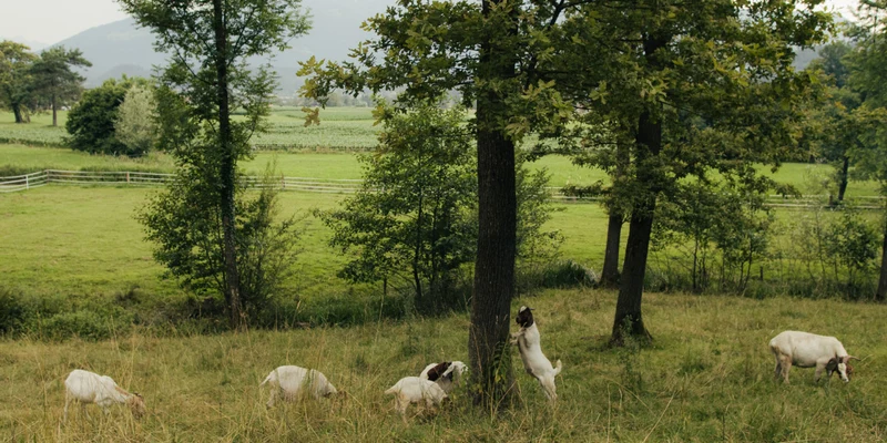 Goats grazing and climbing a tree in a grassy field with trees and distant hills at Forest camping Mozirje