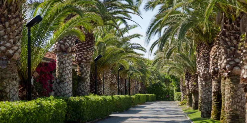 Palm trees line a paved pathway, casting shadows in a sunny, landscaped area with greenery at Villaggio Turistico Lido D Abruzzo