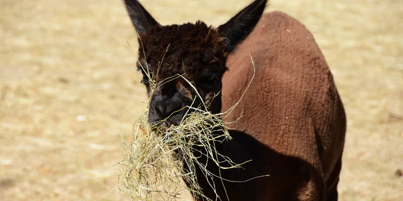 Alpaca eating hay in a dry, grassy field at Le Camp de Florence