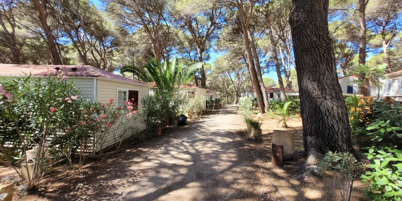 Cabins surrounded by trees and flowering plants line a shaded dirt path at Camping La Pinède