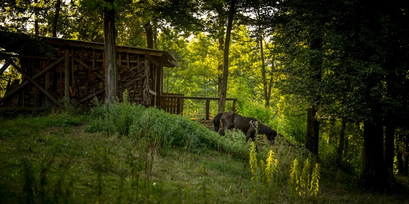 A horse grazing near a wooden structure in a lush, shaded forest at Forest camping Mozirje