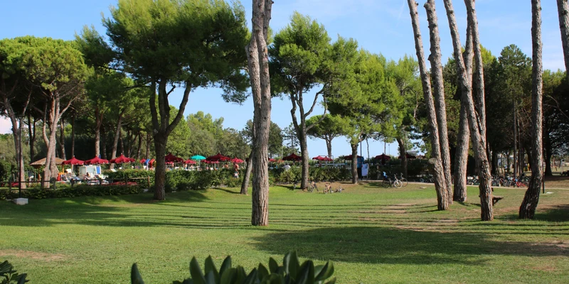 Tall pine trees standing in a lush, grassy area with colorful umbrellas and people in the background at Il Tridente